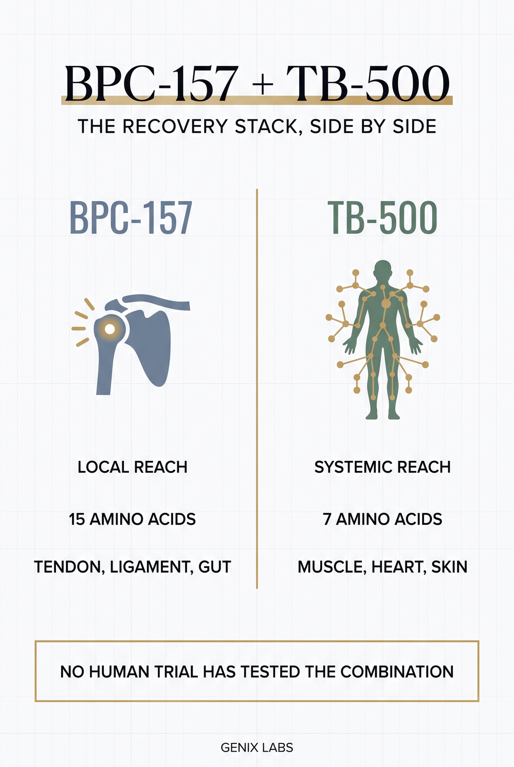 BPC-157 and TB-500 stack compared side by side: local reach versus systemic reach, amino acid count, and studied tissues